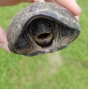 Meet your Posher, Julie anne